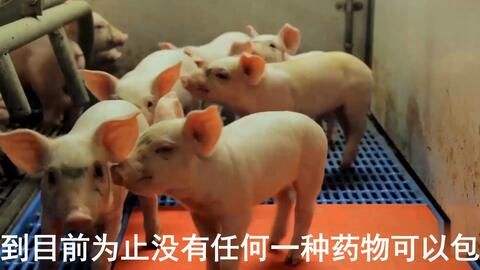 最新母豬保健方案揭秘，提升母豬健康與生產(chǎn)效率的秘訣