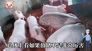 最新閹豬技巧步驟指南，專(zhuān)業(yè)方法與實(shí)用操作指南