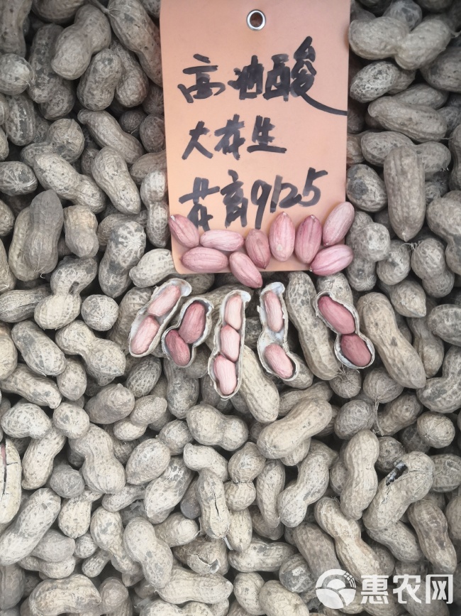 最新花生品種，小巷中的隱秘寶藏發(fā)現