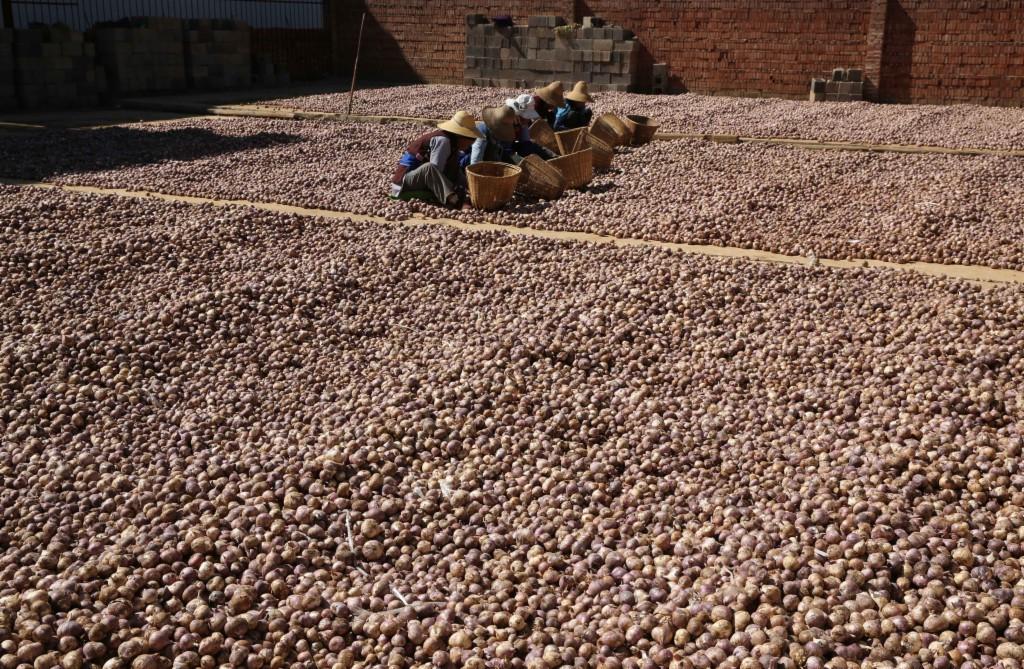 云南大理大蒜最新價(jià)格指南