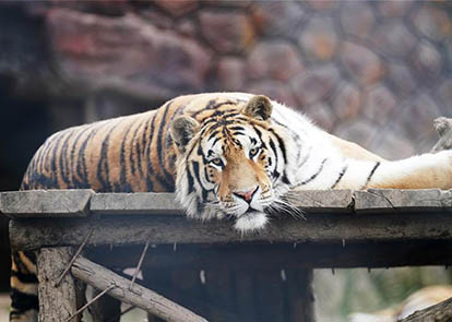 新澳猛虎報,創(chuàng  )新策略設計_XDW47.203動(dòng)感版