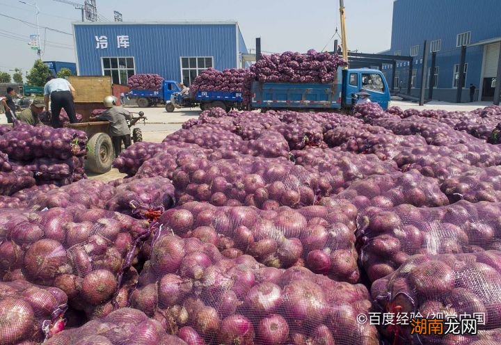 邯鄲洋蔥價(jià)格最新動(dòng)態(tài)及行情報告????