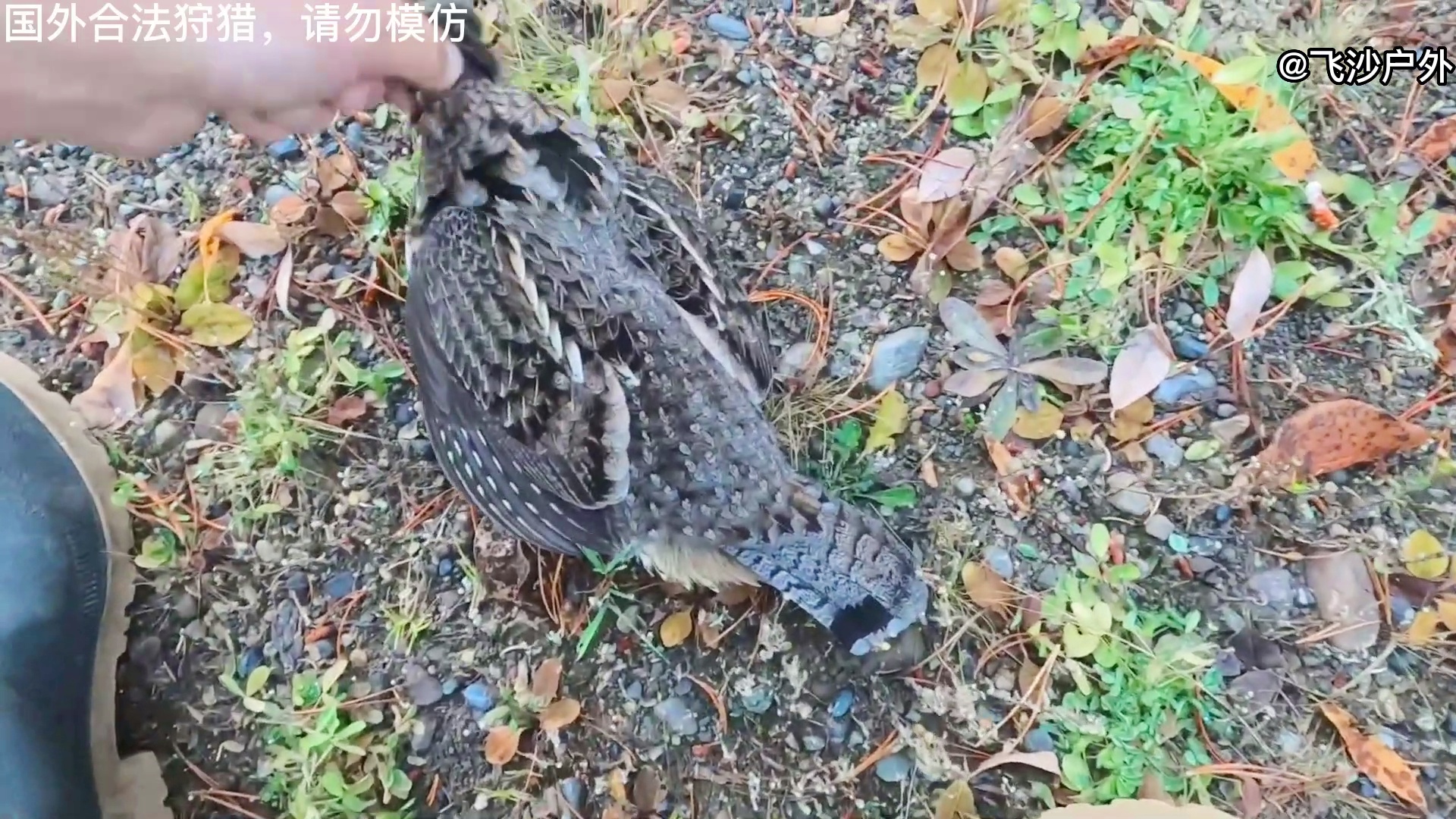 最新國外彈弓圖片集錦，自然美景的探索之旅