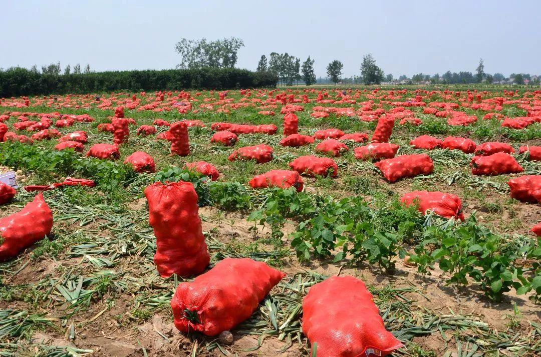 金鄉洋蔥出庫最新價(jià)格，獲取與了解的步驟指南