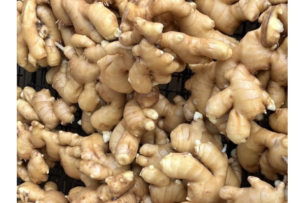 昌邑生姜市場(chǎng)最新價(jià)格指南，全面了解生姜市場(chǎng)行情與價(jià)格動(dòng)態(tài)