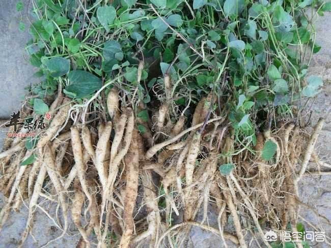 甘肅黨參最新價(jià)格動(dòng)態(tài)，市場(chǎng)走勢與影響因素分析