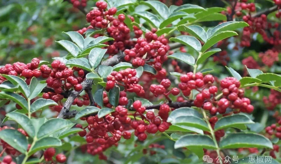 花椒價(jià)格最新行情2024，科技引領(lǐng)，椒香走向未來(lái)