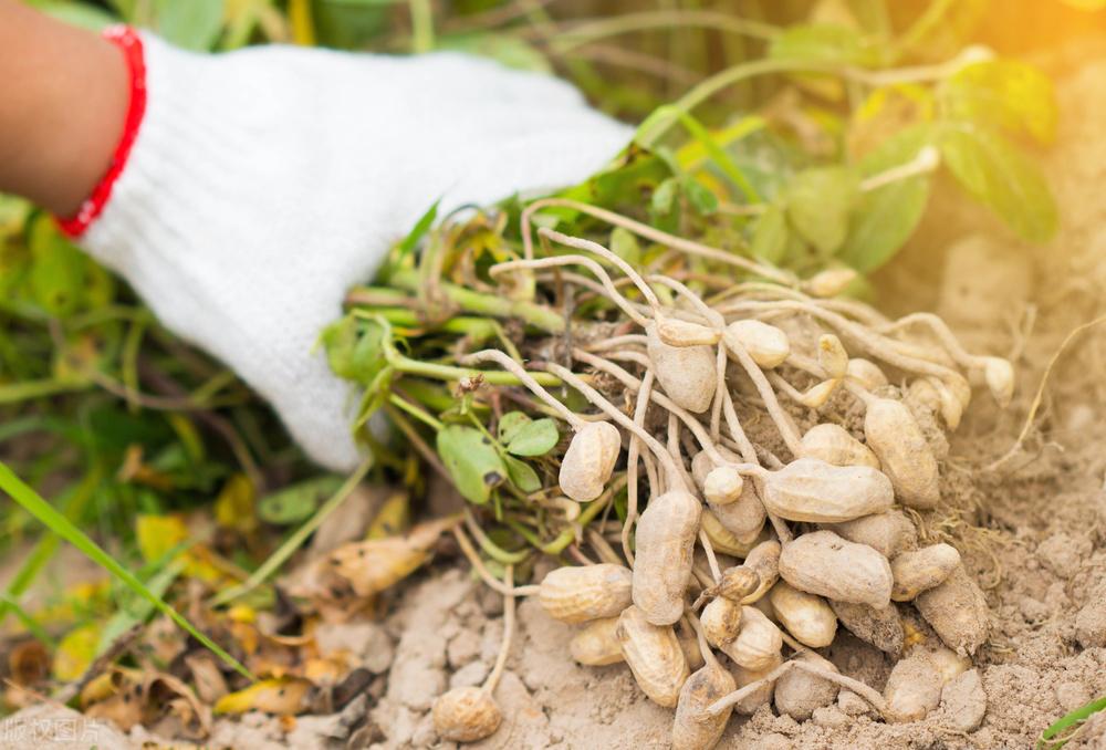 遼寧玉米最新價(jià)格動(dòng)態(tài)，變化中的機遇，學(xué)習成就自信與收獲