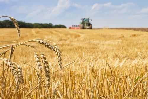 鶴壁小麥最新行情，科技引領(lǐng)農業(yè)新時(shí)代，市場(chǎng)智能體驗新篇章