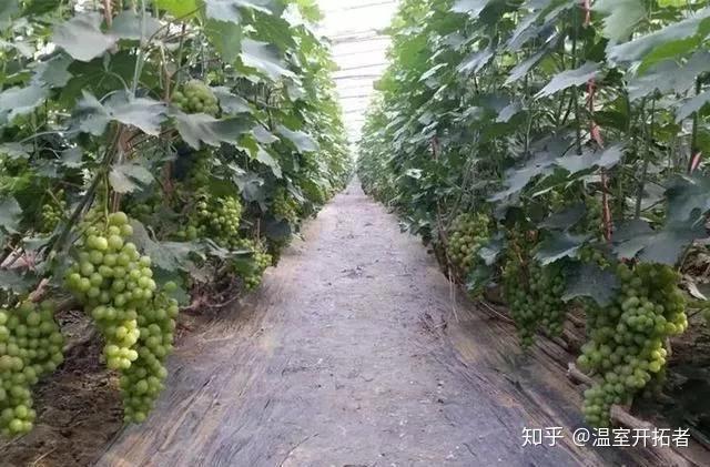 探索自然美景之旅，最新葡萄大棚種植模式揭秘