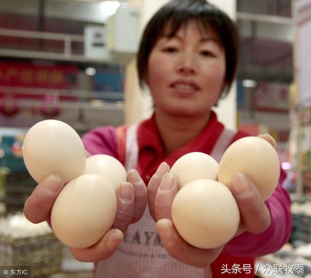 周口雞蛋今日最新價(jià)格，勵志故事背后的雞蛋價(jià)值探索