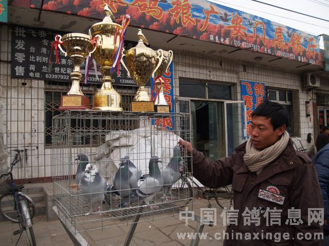 北京鴿市繁榮景象與發(fā)展趨勢揭秘，最新動(dòng)態(tài)與未來(lái)展望