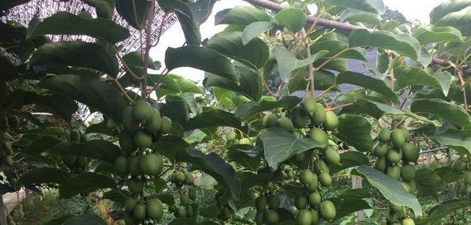 最新型果樹(shù)，小巷中的綠色寶藏與獨特風(fēng)味小店的探索