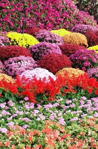 最新鮮花美景之旅，尋找內心平靜的旅程