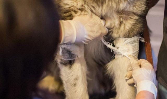 蘇州近期街邊情況，自然美景的心靈之旅體驗紀實(shí)