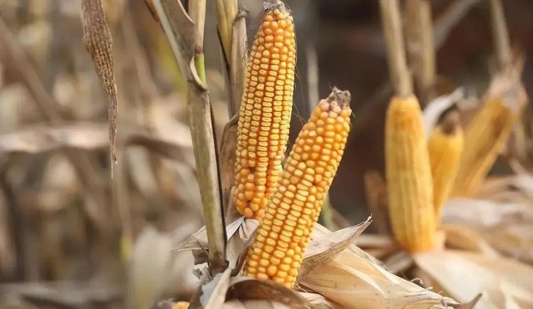 今日山東玉米價(jià)格行情，智能農業(yè)引領(lǐng)新紀元風(fēng)向標