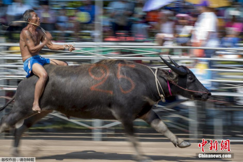 騎水牛比賽，傳統競技的魅力與爭議展現