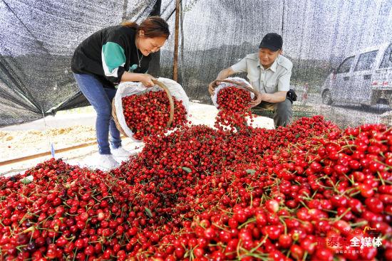山東櫻桃新鮮上市，嘗鮮正當季！