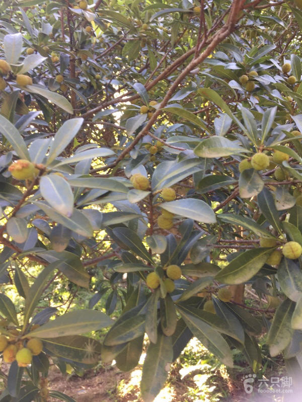 橫河大山搬遷最新動(dòng)態(tài)，力量重塑與未來(lái)希望