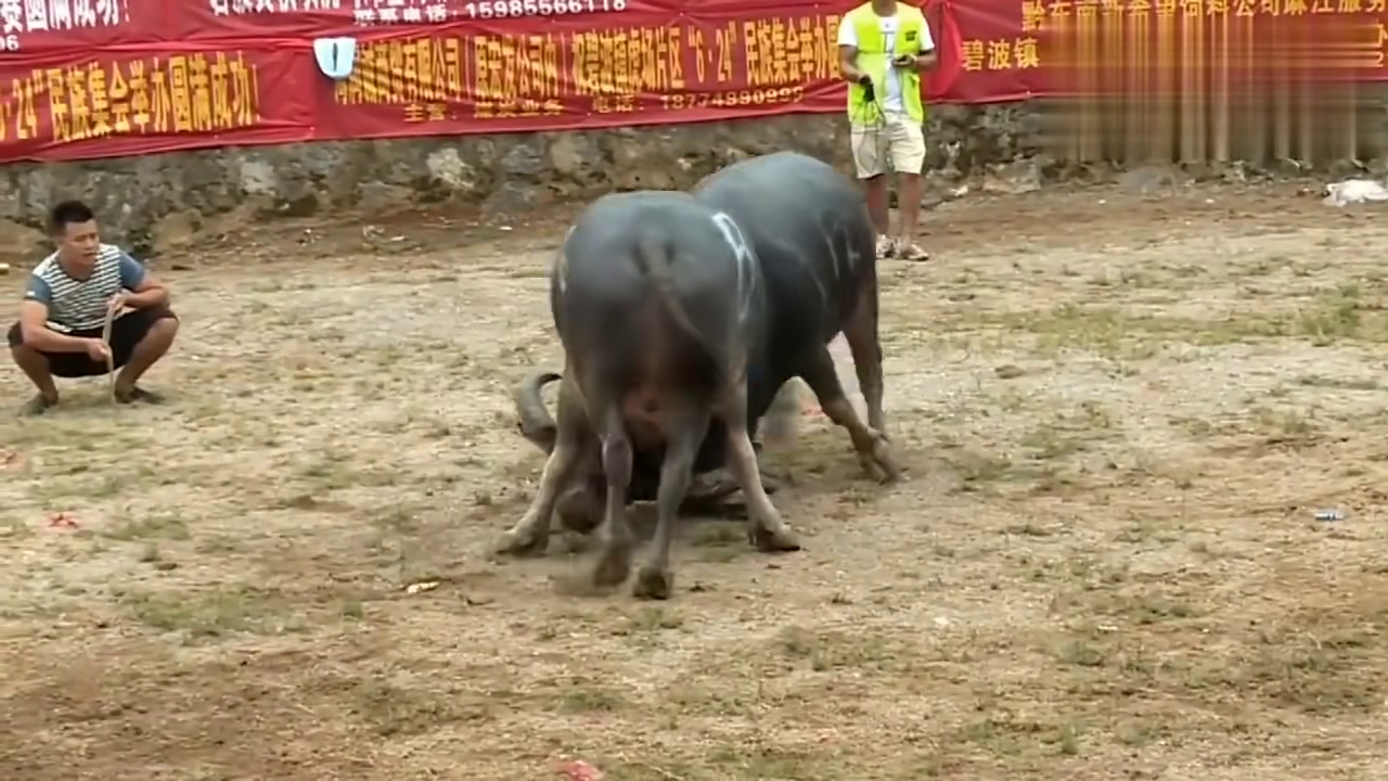 貴州斗牛傳奇篇章，回顧2017年斗牛比賽的精彩瞬間