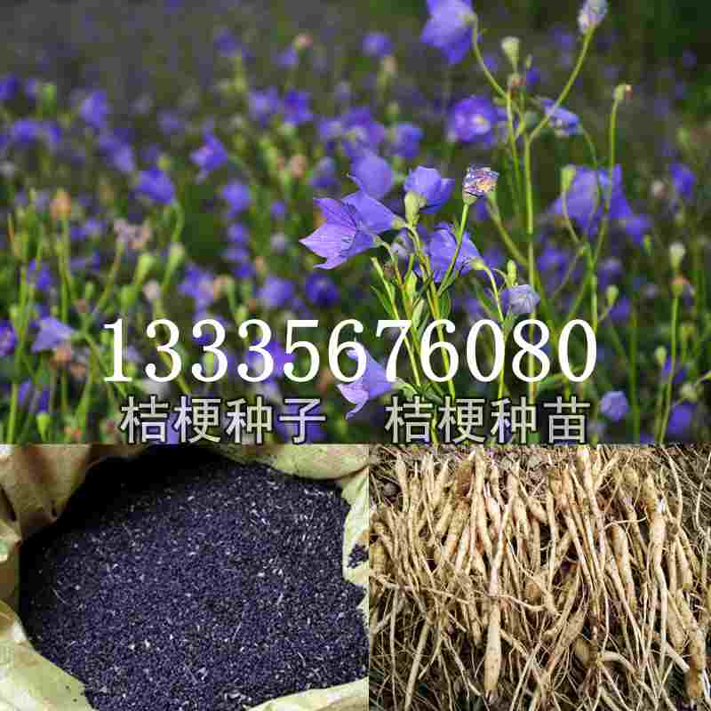 桔梗種子價(jià)格揭秘，成長(cháng)旅程與自信綻放之路