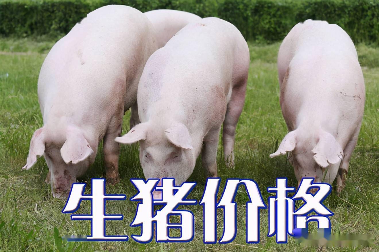 濰坊今日生豬價(jià)格探索，一場(chǎng)綠色之旅尋找內心平靜