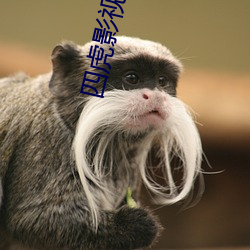 四虎影最新在線(xiàn)觀(guān)看，熱門(mén)影視的全新體驗