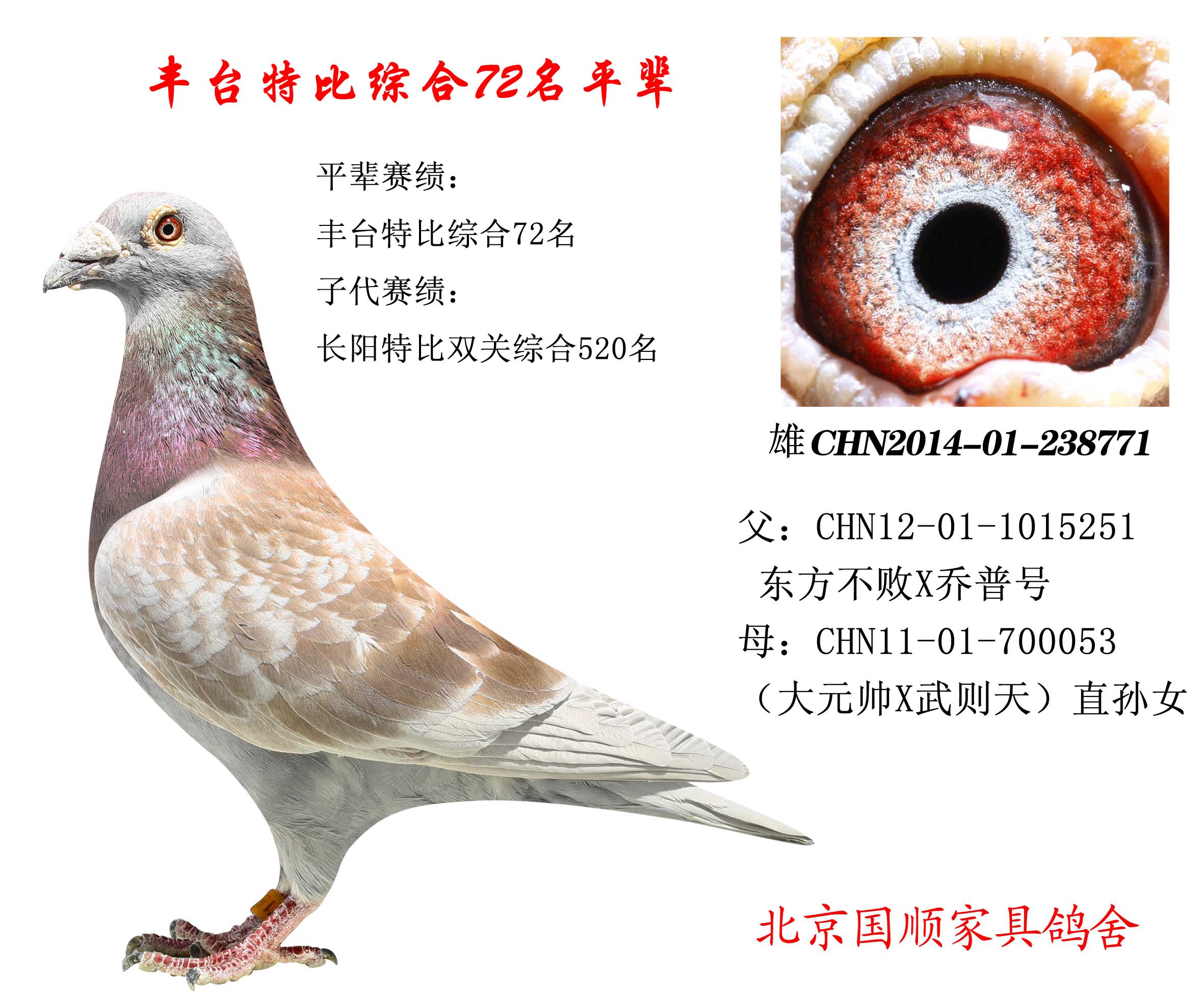 豐臺信鴿最新賽事指南，參賽步驟與賽事概覽