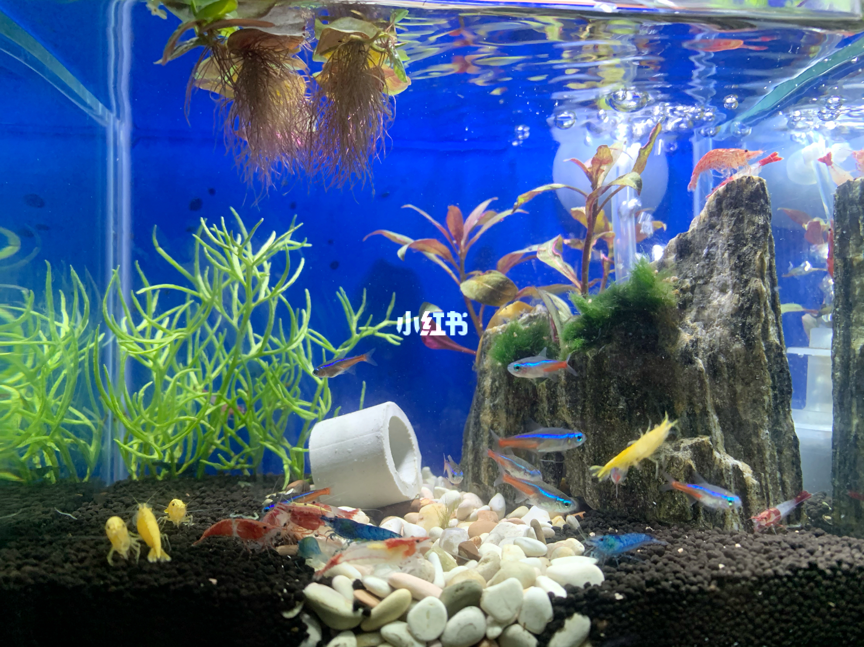 最新魚(yú)缸圖片，水族美學(xué)的時(shí)代變遷欣賞