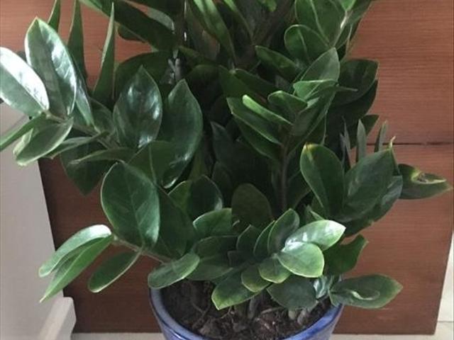 最新養殖游戲，體驗養殖樂(lè )趣，與動(dòng)物共成長(cháng)！
