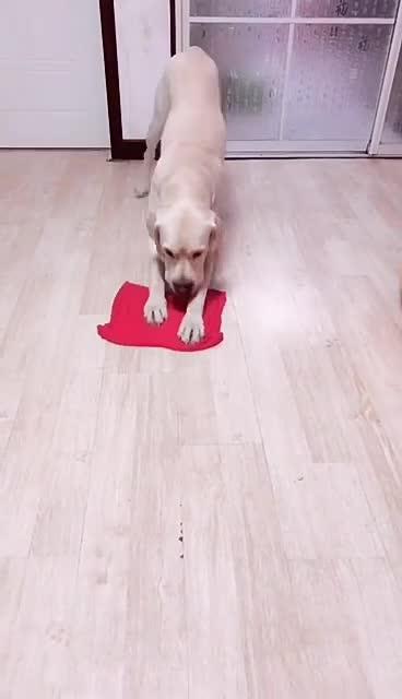 最新狗小視頻，溫馨日常故事